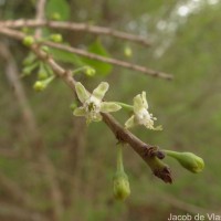 Erythroxylum monogynum Roxb.